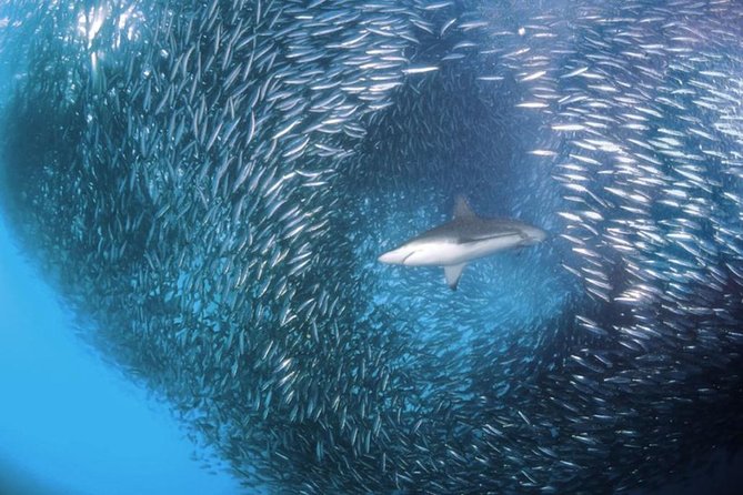 Whale Shark & Tumalog Falls & Sumilon Sandbar & Pescador Island with Sardines - Sumilon Sandbar: clear water, changing conditions