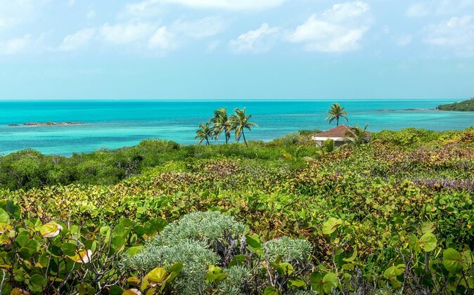 Whale Shark Watching and Snorkeling Experience on Contoy Island - Key details before you book