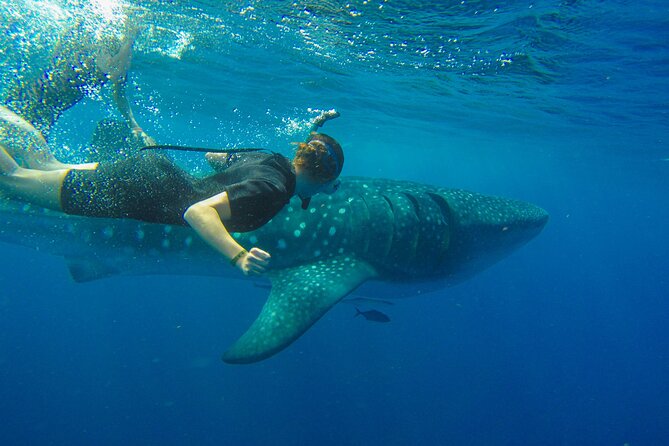 Whale Shark Watching and Snorkeling Experience on Contoy Island - Why the Contoy Island setting matters