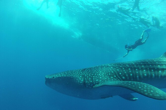 Whale Shark Watching and Snorkeling Experience on Contoy Island - What the snorkeling portion is really like