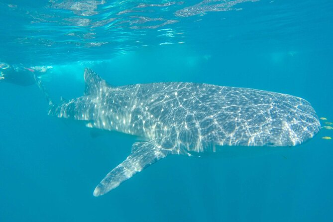 Whale Shark Watching and Snorkeling Experience on Contoy Island - Breakfast, lunch, and drinks included