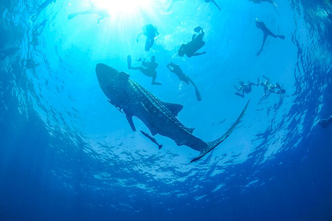 Whale Shark Watching and Snorkeling Experience on Contoy Island - Is $225 a fair price?