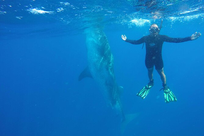 Whale Shark Watching and Snorkeling Experience on Contoy Island - Weather, cancellations, and planning risks