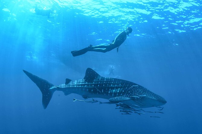 Whale Shark Watching and Snorkeling Experience on Contoy Island - Finding the whale sharks near Contoy