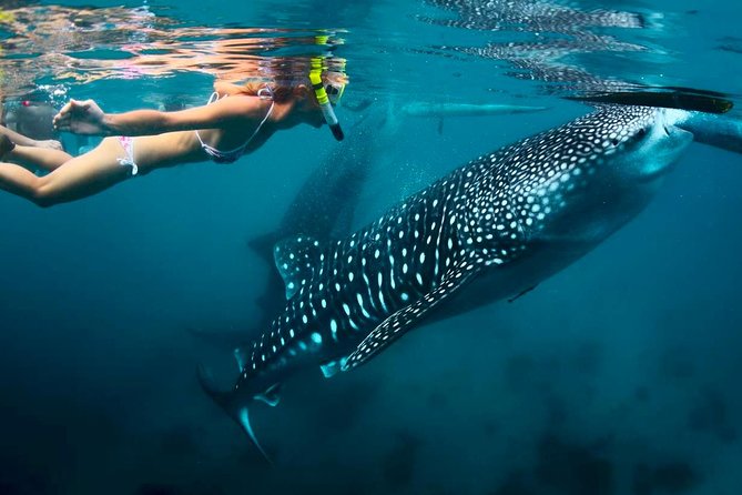 Whale Shark Watching and Sumilon Sandbar Private Tour Package - The 3:30 a.m. start from Cebu City or Mactan