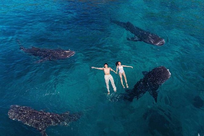 Whale Shark Watching & Tumalog Falls & Kawasan Falls - Key points at a glance