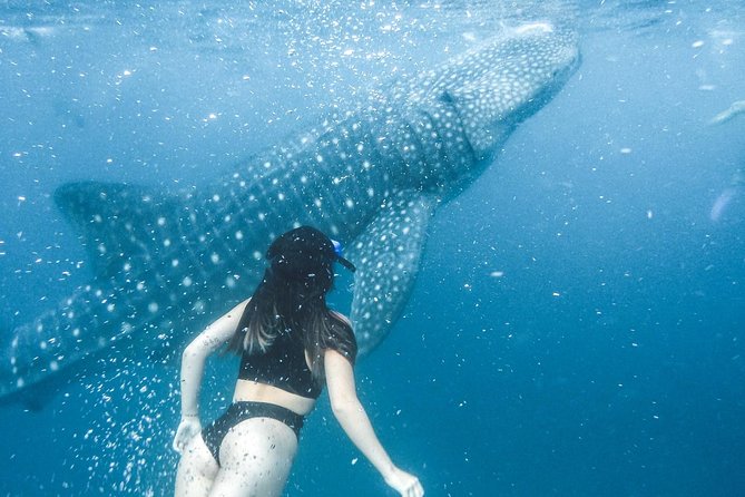 Whale Shark Watching & Tumalog Falls & Kawasan Falls - Timing, fitness, and the small print