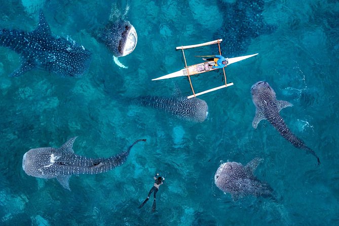 Whale Shark Watching & Tumalog Falls & Kawasan Falls - The 4 a.m. road to Oslob
