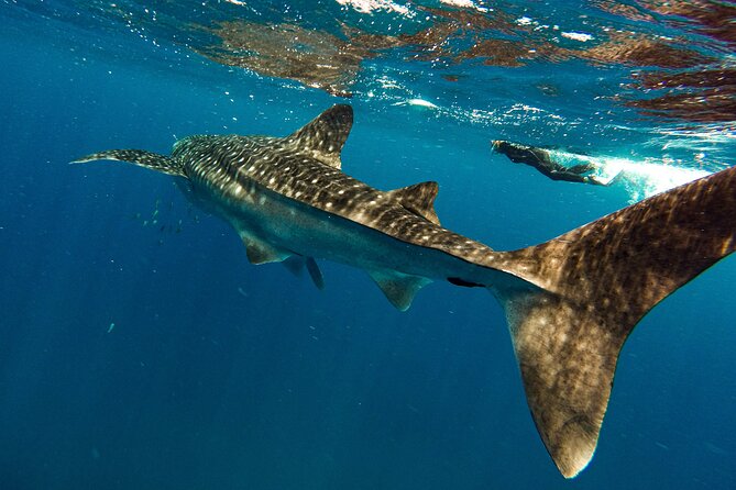 Whale Sharks and Sea Lions Snorkeling Picnic at Balandra Beach - Why this La Paz boat day works so well