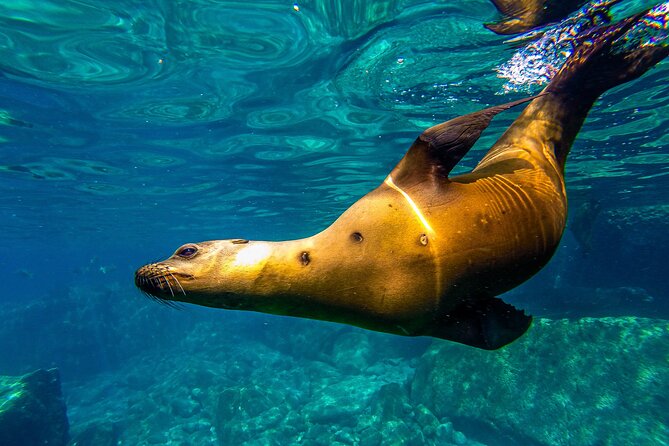 Whale Sharks and Sea Lions Snorkeling Picnic at Balandra Beach - What the small boat changes