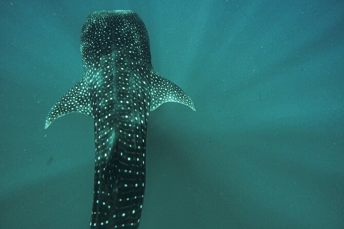 Whale Sharks and Sea Lions Snorkeling Picnic at Balandra Beach - GoPro footage and included extras