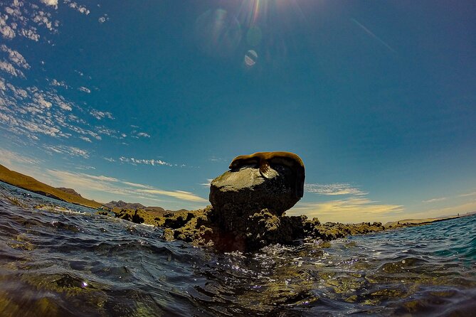 Whale Sharks and Sea Lions Snorkeling Picnic at Balandra Beach - Who should book this experience
