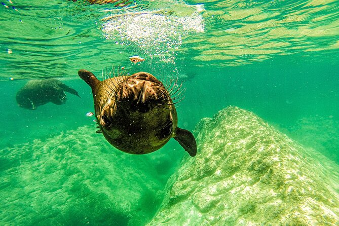 Whale Sharks and Sea Lions Snorkeling Picnic at Balandra Beach - Price, planning, and cancellation details