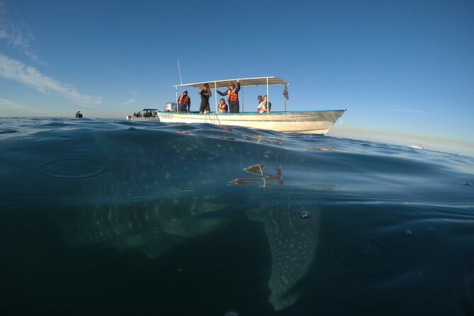 Whale sharks and sea lions snorkeling plus Balandra beach lunch - Lunch at Balandra Beach
