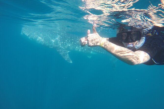Whale sharks and sea lions snorkeling plus Balandra beach lunch - The six-hour schedule and meeting point