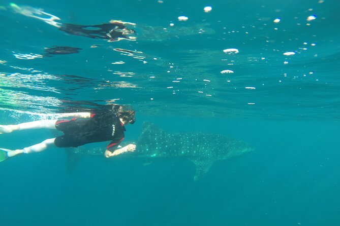 Whale sharks and sea lions snorkeling plus Balandra beach lunch - Is $250.92 a fair price?