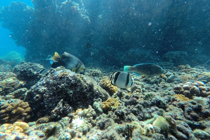 Whale sharks and sea lions snorkeling plus Balandra beach lunch - Weather, water conditions, and the real risk