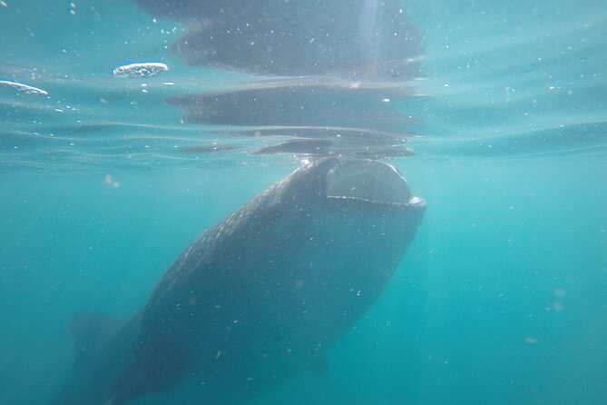Whale sharks and sea lions snorkeling plus Balandra beach lunch - Who should book this La Paz snorkeling tour?