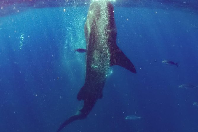 Whale Sharks Small-Group Tour in Cancun and Riviera Maya - Swimming beside whale sharks off Cancun