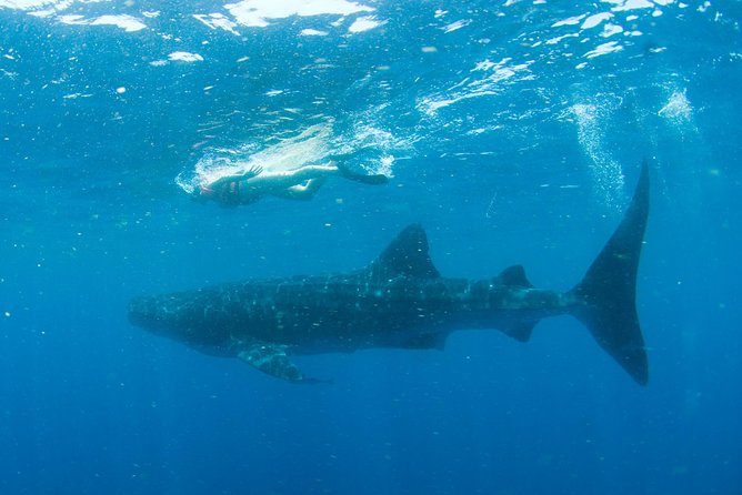 Whale Sharks Small-Group Tour in Cancun and Riviera Maya - The boat ride and the search at sea