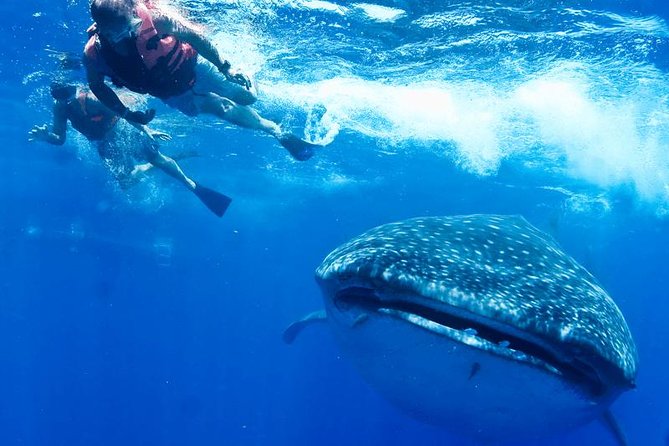 Whale Sharks Small-Group Tour in Cancun and Riviera Maya - How the whale shark swims work