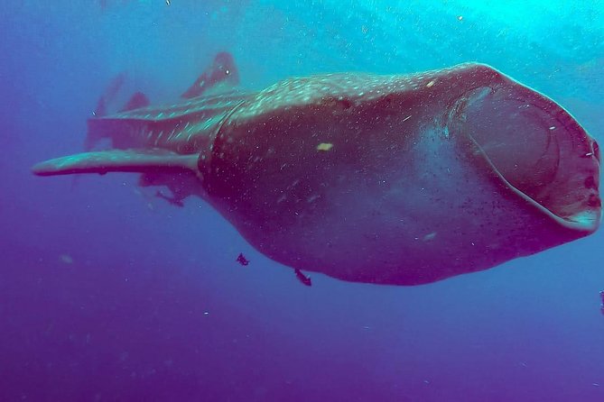 Whale Sharks Small-Group Tour in Cancun and Riviera Maya - Lunch near Isla Mujeres and Playa Norte