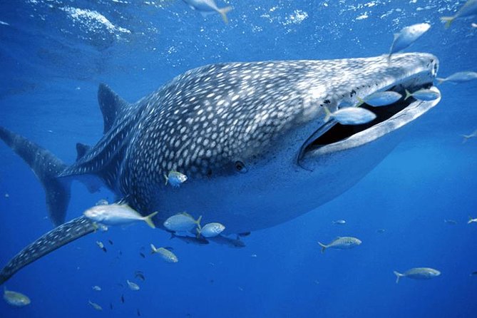 Whale Sharks Small-Group Tour in Cancun and Riviera Maya - Hotel pickup from Cancun, Playa del Carmen, Tulum, and Riviera Maya