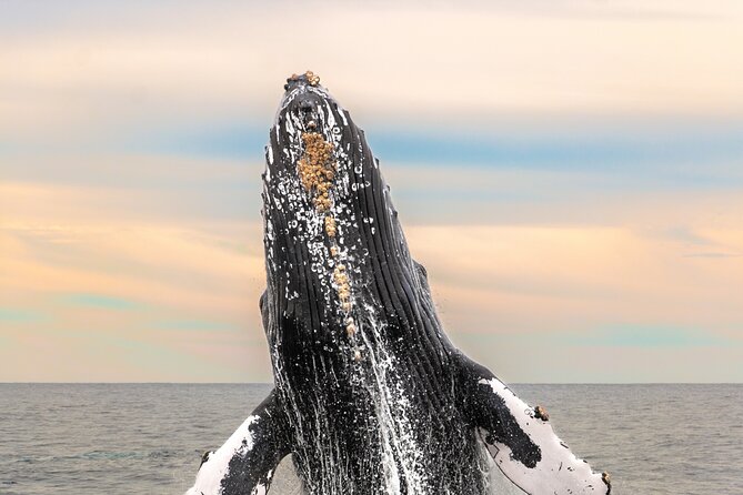 Whale Tour, Arch, Professional Photos & Hydrophone - Hearing Whales Near Cabo San Lucas