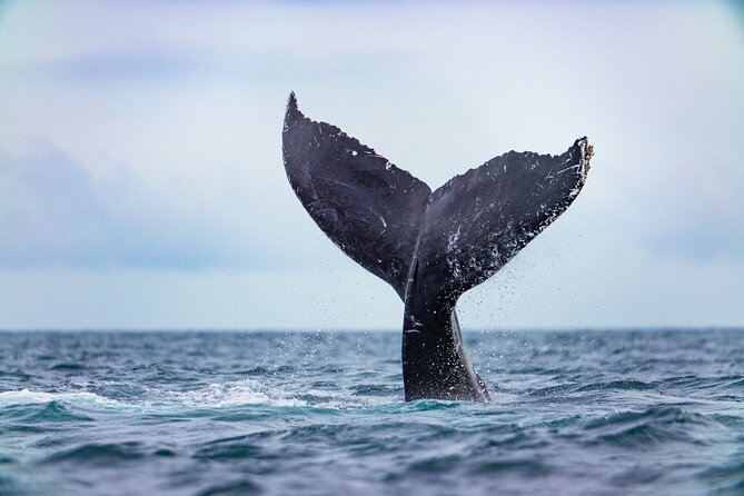 Whale Tour, Arch, Professional Photos & Hydrophone - Why the Hydrophone Changes the Experience