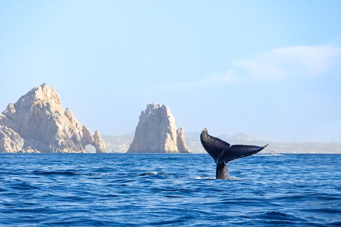 Whale Tour, Arch, Professional Photos & Hydrophone - Conservation That Has a Practical Role