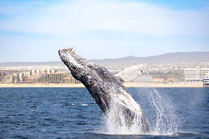 Whale Tour, Arch, Professional Photos & Hydrophone - Is $142.38 a Fair Price?