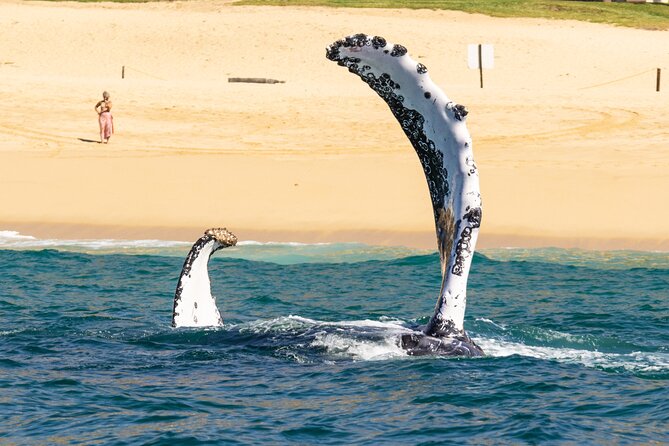 Whale Tour, Arch, Professional Photos & Hydrophone - Who Will Get the Most From This Boat Trip?