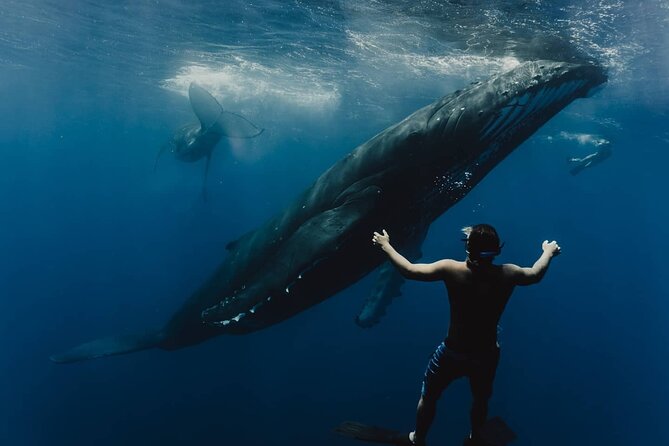 Whale Tour - Observe and swim with whales - Key things to know before booking