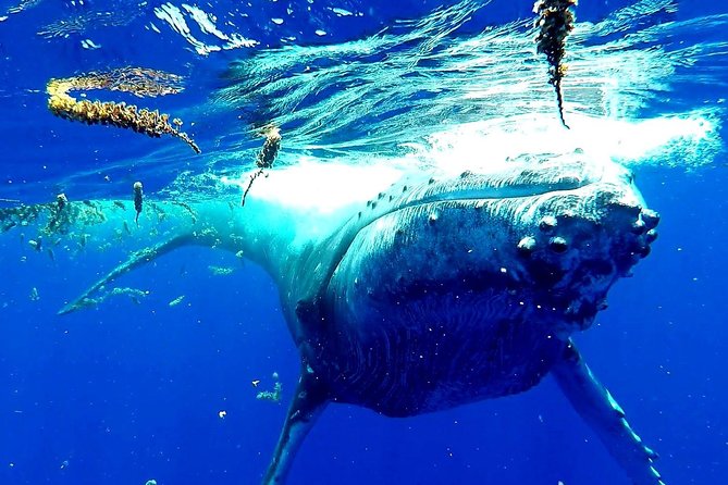 Whale Tour - Observe and swim with whales - How the four-hour trip unfolds