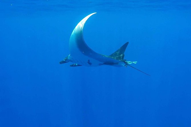 Whale Tour - Observe and swim with whales - The lagoon stop with stingrays and reef sharks