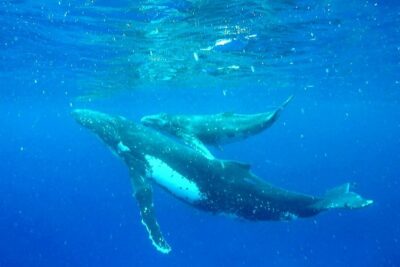 Whale Tour – Observe and swim with whales