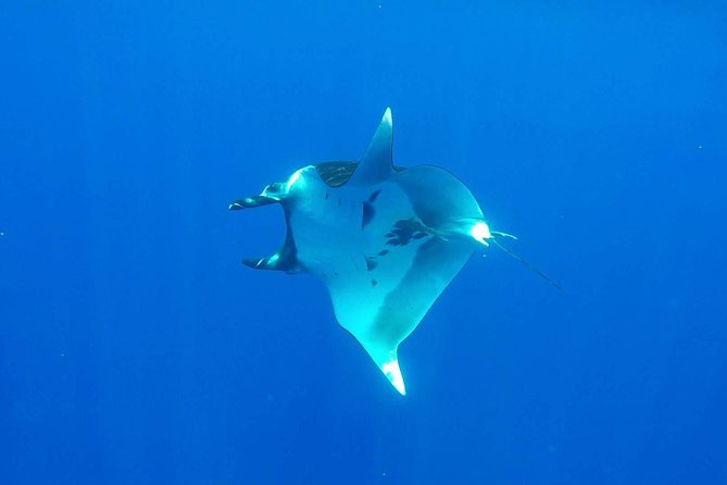 Whale Tour - Observe and swim with whales - Moorea or Tahiti: plan the transport carefully