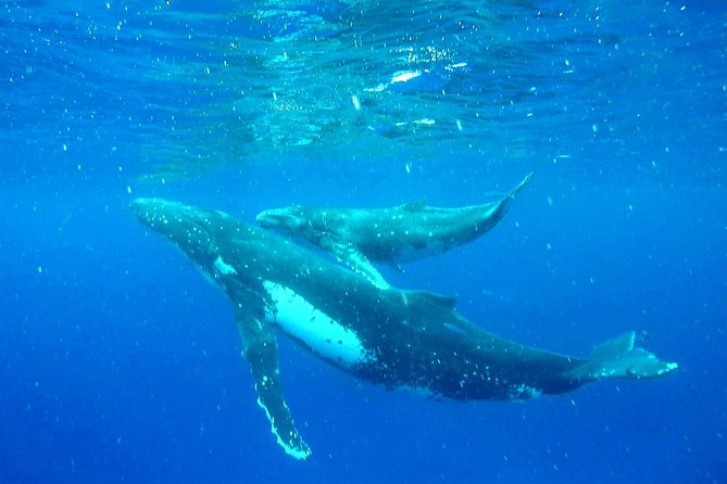 Whale Tour - Observe and swim with whales - What swimming with whales actually demands