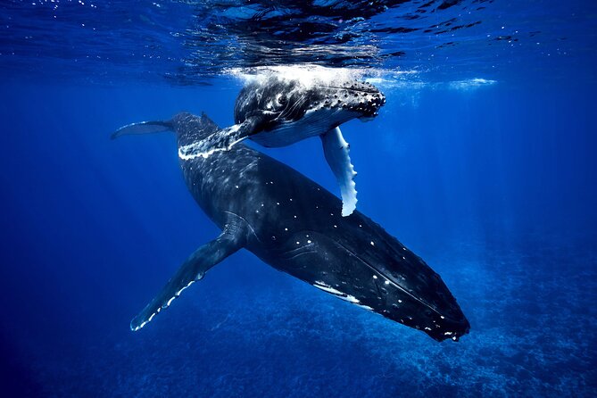 WHALE TOUR - Watching and Swimming with Whales - Four hours in search of Moorea’s humpbacks