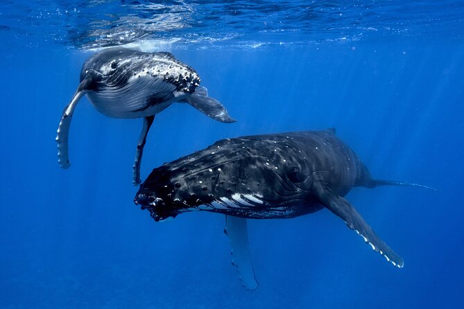 WHALE TOUR - Watching and Swimming with Whales - Henua, Nicolas, and the people guiding the encounter