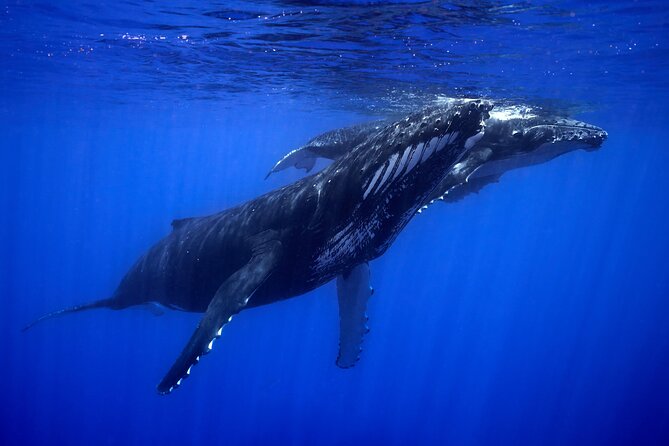 WHALE TOUR - Watching and Swimming with Whales - Boat comfort, weather, and seasickness