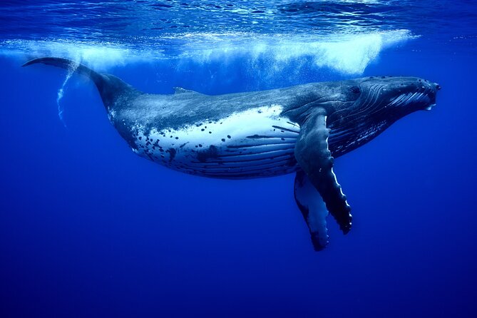 WHALE TOUR - Watching and Swimming with Whales - Why the small group matters, and one group-size concern