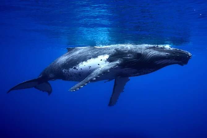 WHALE TOUR - Watching and Swimming with Whales - Communication, pickup, and cruise-day planning