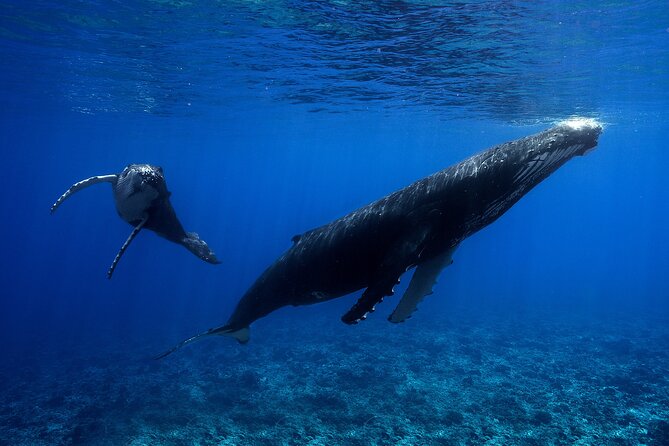 WHALE TOUR - Watching and Swimming with Whales - Who should book this Moorea whale swim?