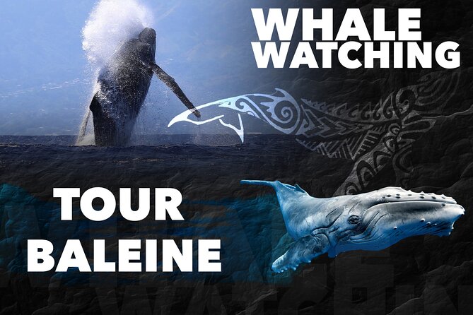 WHALE TOUR - Watching and Swimming with Whales - The reward: whales, calves, and quiet seconds