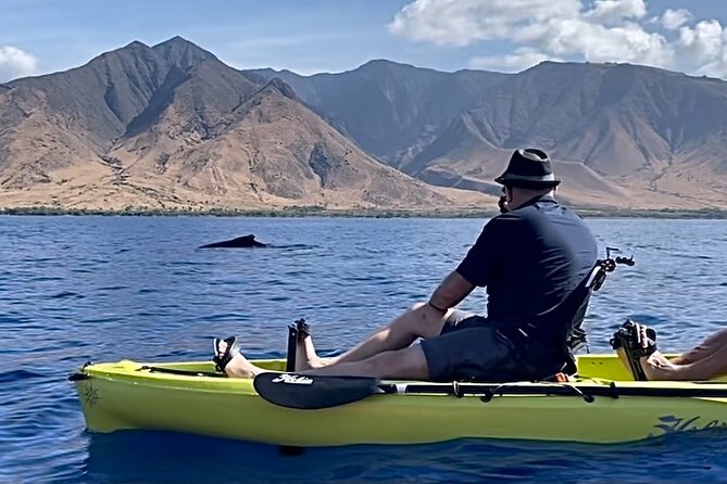Whale Watch and Scenic Tour from Kayak - Key points before you book