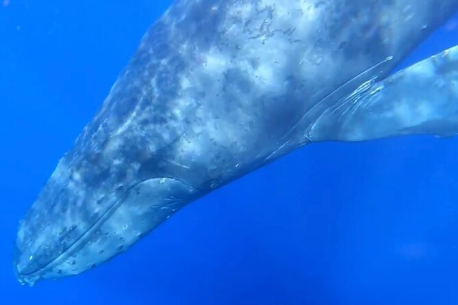 Whale Watch and Scenic Tour from Kayak - What happens outside whale season
