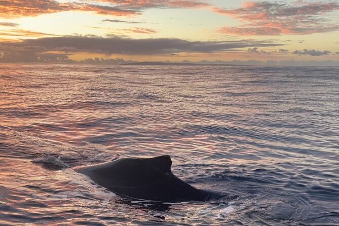 Whale Watch and Scenic Tour from Kayak - The West Maui coast from the water