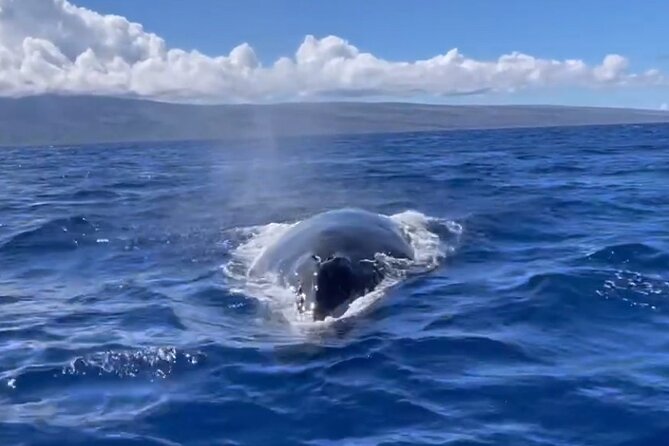 Whale Watch and Scenic Tour from Kayak - Wildlife, reef care, and local guidance