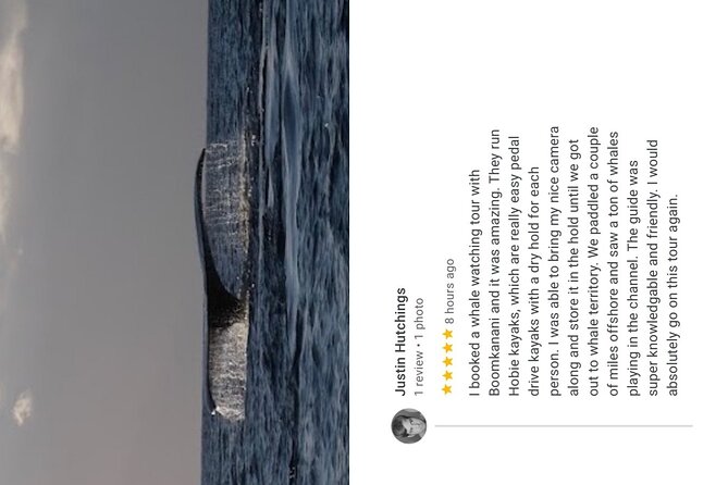 Whale Watch and Scenic Tour from Kayak - The guide makes a real difference
